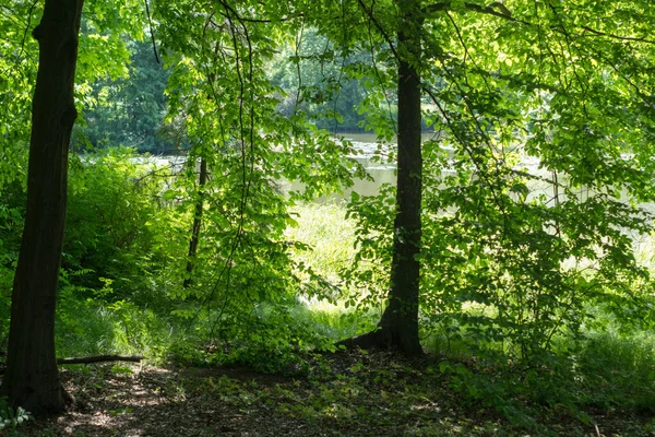 Schlosspark Pszczyna Schöne Umgebung Für Tolle Familienwanderungen — Stockfoto