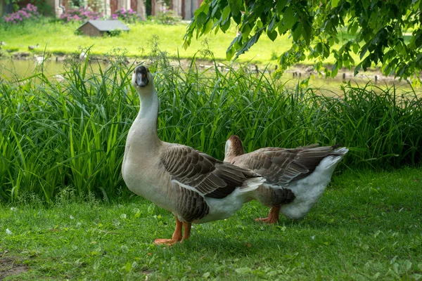 Palácový Park Pszczyně Krásné Prostředí Pro Skvělé Rodinné Procházky — Stock fotografie