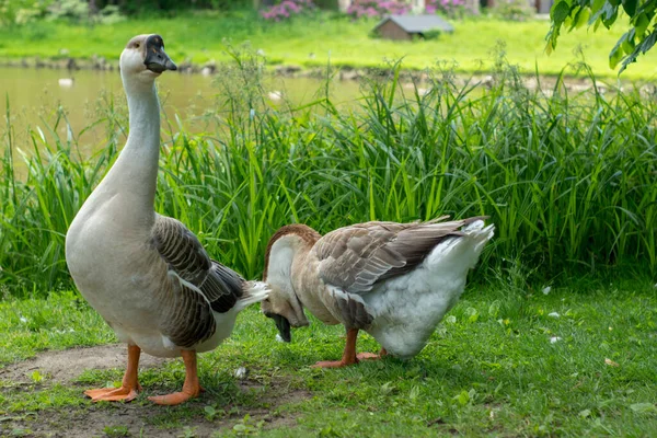 Palace Park Pszczyna Hermoso Entorno Para Grandes Paseos Familia — Foto de Stock