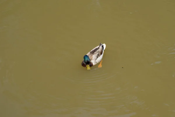 Parque Palácio Pszczyna Bela Envolvente Para Grandes Passeios Família — Fotografia de Stock