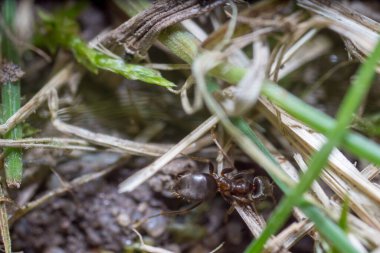 Yuva kuran bir karınca. Karınca yuvası. Karınca