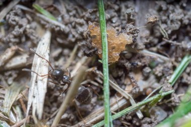 Yuva kuran bir karınca. Karınca yuvası. Karınca