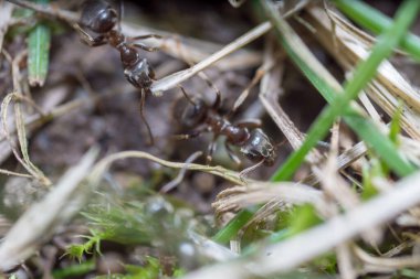 Yuva kuran bir karınca. Karınca yuvası. Karınca