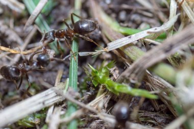 Yuva kuran bir karınca. Karınca yuvası. Karınca