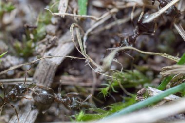 Yuva kuran bir karınca. Karınca yuvası. Karınca