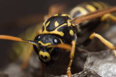 Eşek arısı bir yuva inşa ediyor. Potter eşekarısı