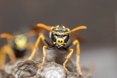 Eşek arısı bir yuva inşa ediyor. Potter eşekarısı