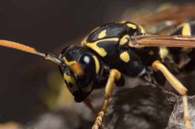 Eşek arısı bir yuva inşa ediyor. Potter eşekarısı