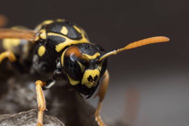 Eşek arısı bir yuva inşa ediyor. Potter eşekarısı