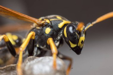 Eşek arısı bir yuva inşa ediyor. Potter eşekarısı