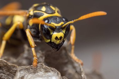 Eşek arısı bir yuva inşa ediyor. Potter eşekarısı