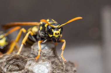 Eşek arısı bir yuva inşa ediyor. Potter eşekarısı