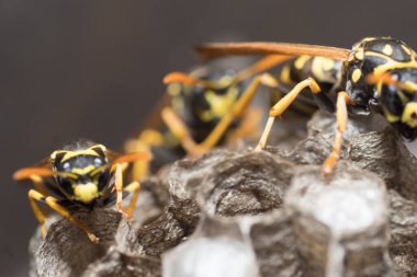 Eşek arısı bir yuva inşa ediyor. Potter eşekarısı