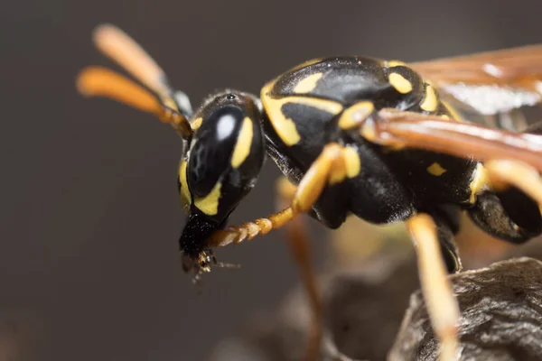 Wesp Bouwt Een Nest Aardappelwesp — Stockfoto