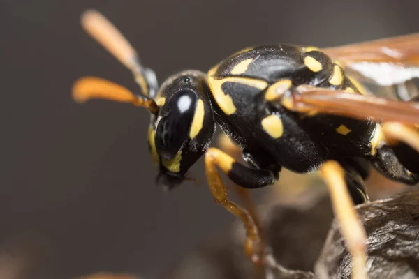 Wesp Bouwt Een Nest Aardappelwesp — Stockfoto