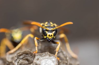 Eşek arısı bir yuva inşa ediyor. Potter eşekarısı