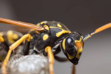 Eşek arısı bir yuva inşa ediyor. Potter eşekarısı