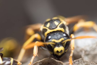 Eşek arısı bir yuva inşa ediyor. Potter eşekarısı