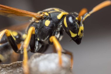 Eşek arısı bir yuva inşa ediyor. Potter eşekarısı