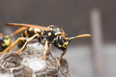 Eşek arısı bir yuva inşa ediyor. Potter eşekarısı