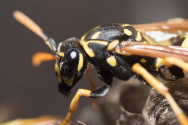 Eşek arısı bir yuva inşa ediyor. Potter eşekarısı