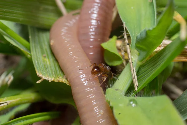 Des Fourmis Rouges Une Fourmilière Pleine Fourmis Cool — Photo