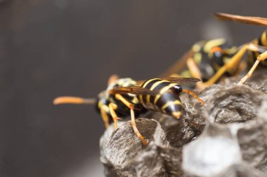 Eşek arısı bir yuva inşa ediyor. Potter eşekarısı