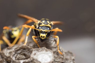 Eşek arısı bir yuva inşa ediyor. Potter eşekarısı