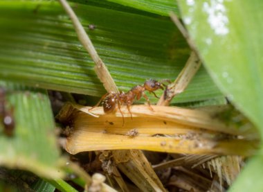 Kırmızı karıncalar. Karıncalarla dolu bir karınca yuvası. Harika.