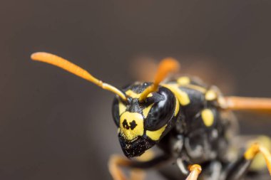 Eşek arısı bir yuva inşa ediyor. Potter eşekarısı