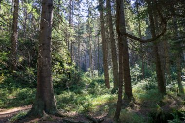Çek Cumhuriyeti, Adrspach 'taki Rock kasabası.