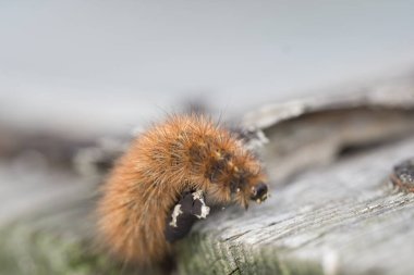 krasa ayısı - tırtıl. Kelebek larvası