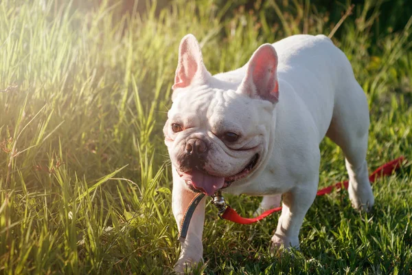 French bulldog with smiley faces walking on grass. Happy dog portrait with copy space.