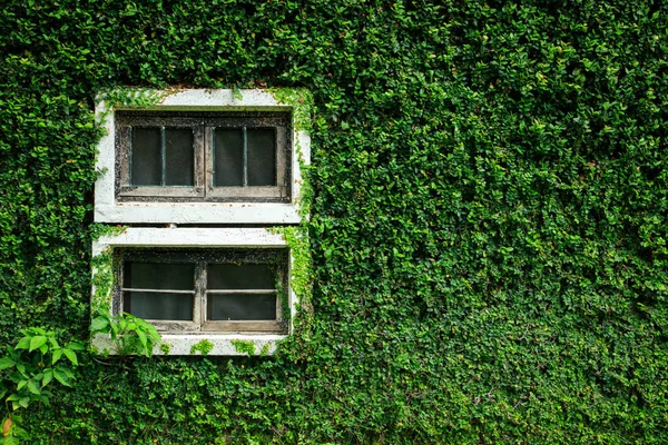 White Wooden Window Green Vine Wall Copy Space Tropical Background — Stock Photo, Image