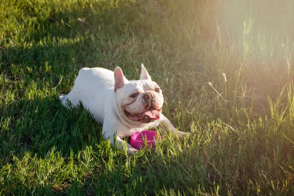 French bulldog with smiley faces lay down on grass. Happy dog portrait with copy space.