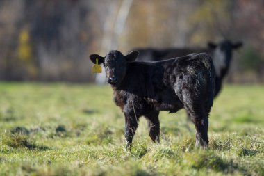 Geç bir sonbahar günü Minnesota çiftlikte bir arazide Kara Angus buzağı