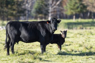 Kara Angus inek ve Dana bir arazide gece sonbahar günü