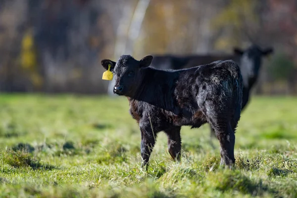 Veau Angus Noir Dans Pâturage Dans Une Ferme Minnesota Fin — Photo