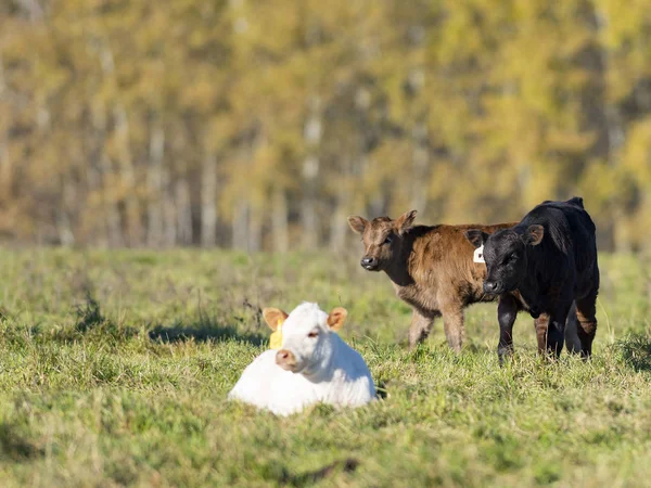 Cielę Black Angus Pastwiska Farmie Minnesota Koniec Jesienny Dzień — Zdjęcie stockowe