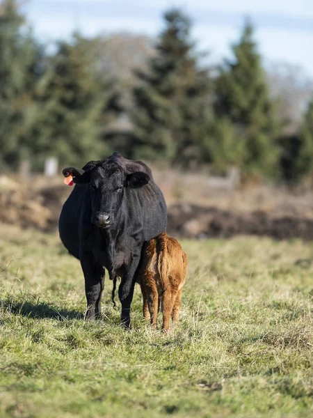 Black Angus Cows Calves Pasture Alate Autumn Day — Stock Photo, Image