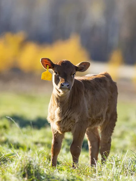 Black Angus Calf Pasture Minnesota Farm Late Autumn Day — Stock Photo, Image