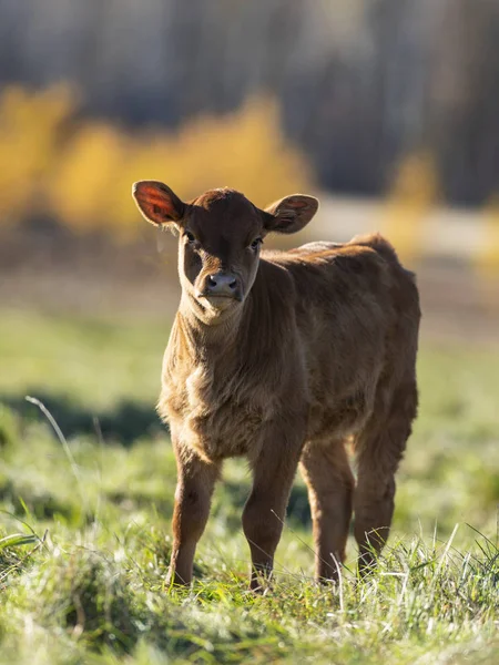 Een Black Angus Kalf Een Weiland Een Boerderij Van Minnesota — Stockfoto