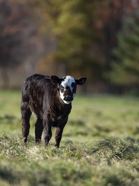 Black Angus Calf Pasture Minnesota Farm Late Autumn Day — Stock Photo, Image