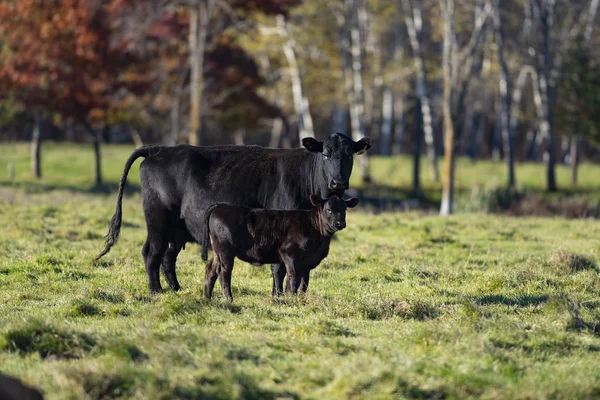 Vacas Angus Pretas Bezerros Pasto Dia Outono Alate — Fotografia de Stock