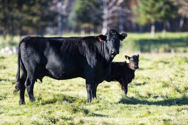 Vacas Angus Pretas Bezerros Pasto Dia Outono Alate — Fotografia de Stock