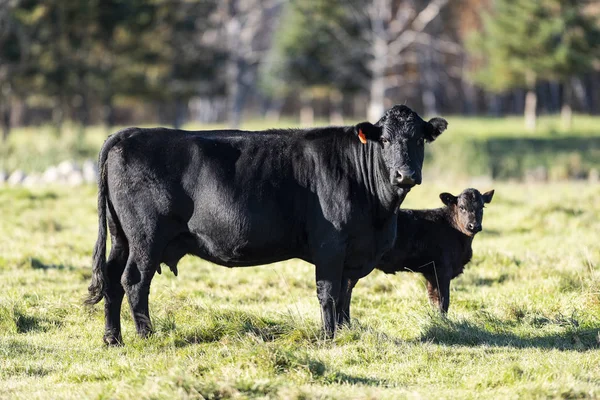 Black Angus Корів Телят Пасовищі Alate Осінній День — стокове фото