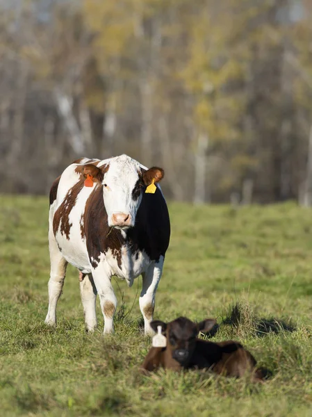 Hovězího Dobytka Farmě Minnesoty Stock Fotografie