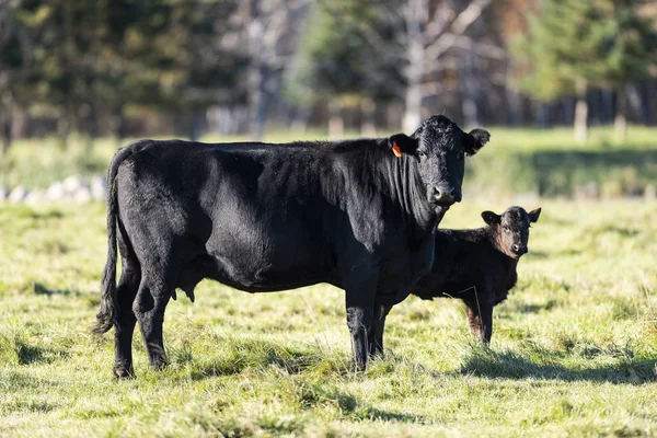 Vacche Vitelli Black Angus Pascolo Nella Giornata Autunnale Fotografia Stock