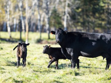 Kara Angus inek ve Dana bir arazide gece sonbahar günü