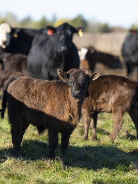 Geç bir sonbahar günü Minnesota çiftlikte bir arazide Kara Angus buzağı